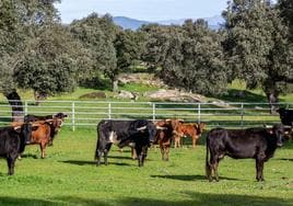 La demanda de animales de lidia creció en 2023 respecto al año anterior en Extremadura.