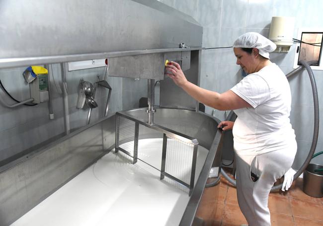 Leche cruda de cabra recién ordeñada en el tanque.