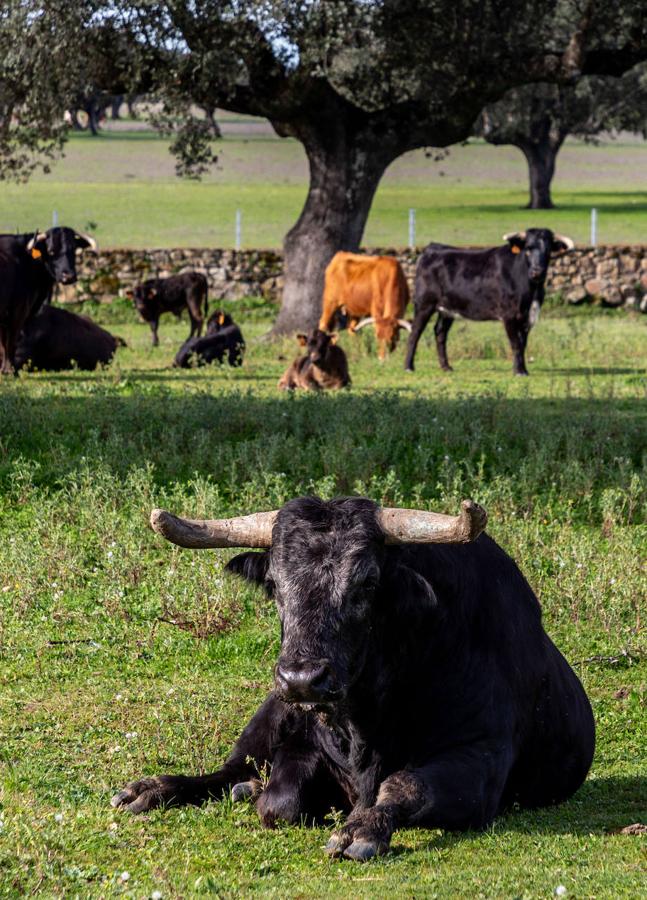 'Mosquetero' uno de los diez sementales de la finca Los baldíos.