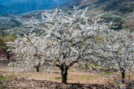 Cerezos florecidos en el Valle del Jerte.
