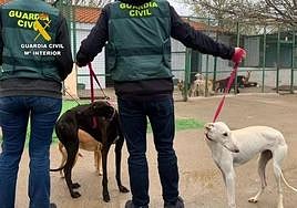 Tres detenidos por robar perros de caza en el norte de Cáceres