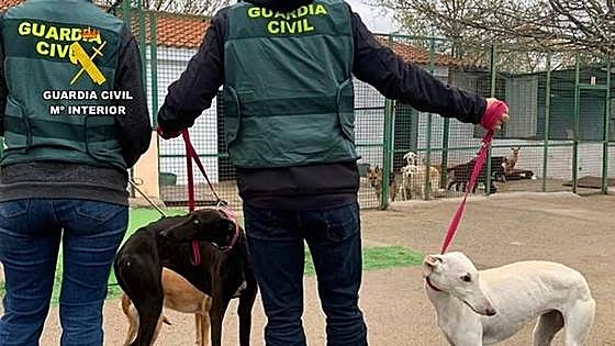 Tres detenidos por robar perros de caza en el norte de Cáceres