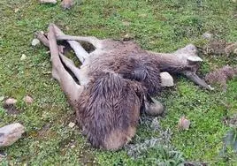 Mataron siete muflones, un ciervo y una cierva.