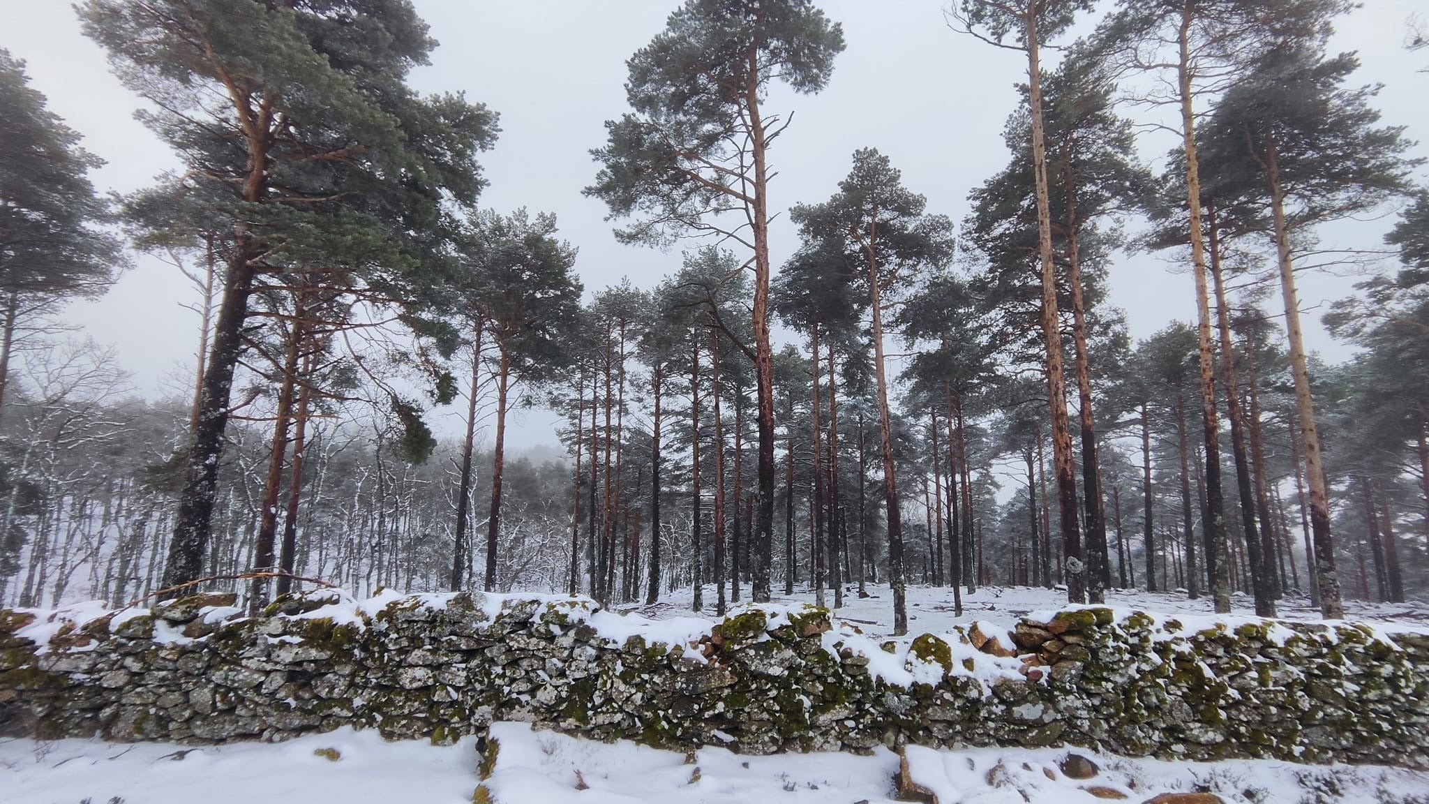 La nieve se ha acumulado en Piornal, unos 5 centímetros, y en los alrededores el espesor podría llegar a los 10 centímetros.