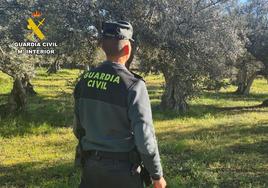 Investigado un vecino de Robledillo de la Vera por robar 5.000 kilos de aceituna