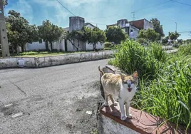 En el antiguo poblado de la aduana portuguesa hubo hasta un colegio, hoy hay muchos gatos y algún corral con cabras, perros y gallinas.