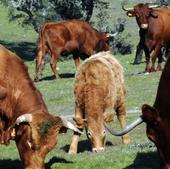 Tres detenidos por propagar la enfermedad hemorrágica al llevar vacas desde Cáceres a Cantabria