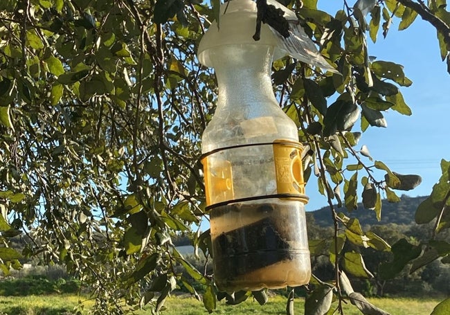 Una de las trampas colocadas en árboles en el municipio pacense. El insecto entra en la botella atraído por el cebo líquido que hay en ella, y una vez dentro, no puede salir.