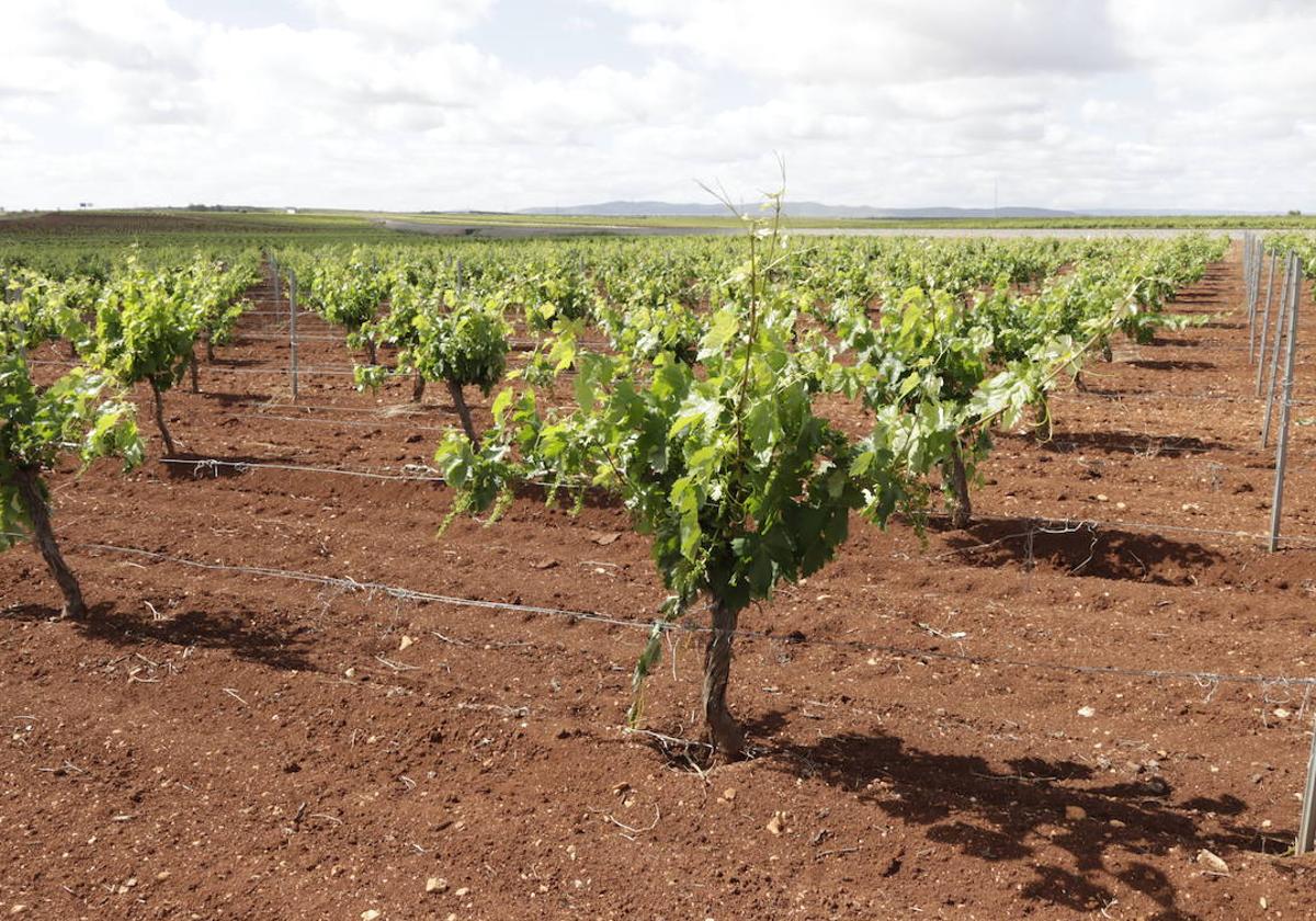 Viñedos de la comarca de Tierra de Barros.