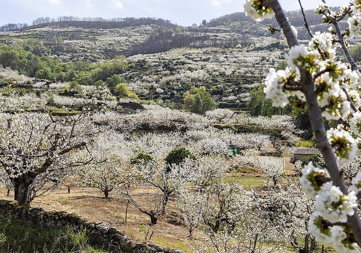 Cerezo en flor en el Valle del Jerte