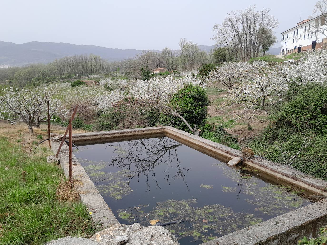 El Valle del Jerte se engalana con los cerezos en flor