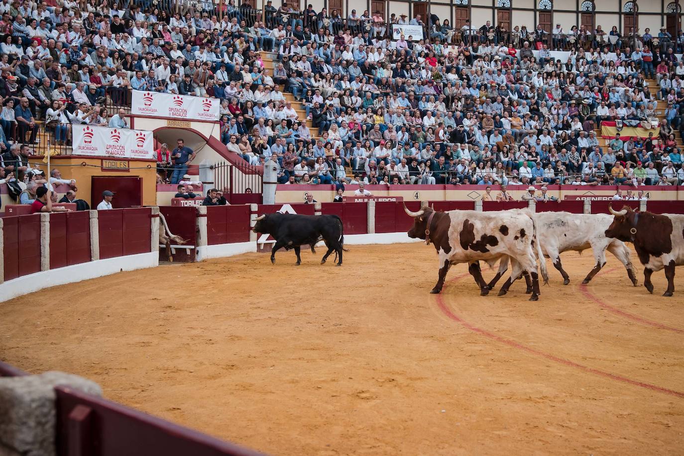 Las mejores imágenes de la corrida de Emilio de Justo, Talavante y Juan Ortega en Almendralejo (II)