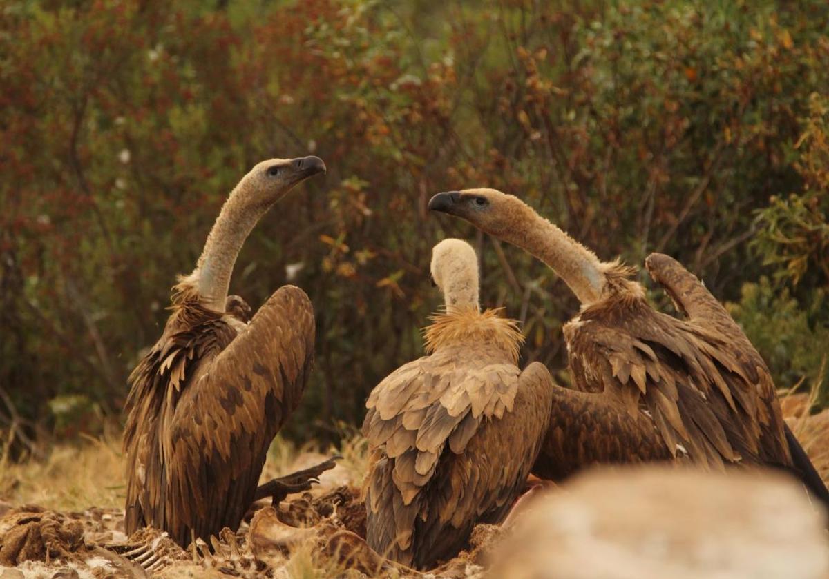 Extremadura envía 21 buitres leonados a Cerdeña para repoblar Europa