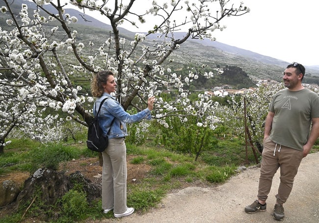 Turistas fotografiándose junto a los cerezos florecidos en el Valle del Jerte, el pasado domingo.