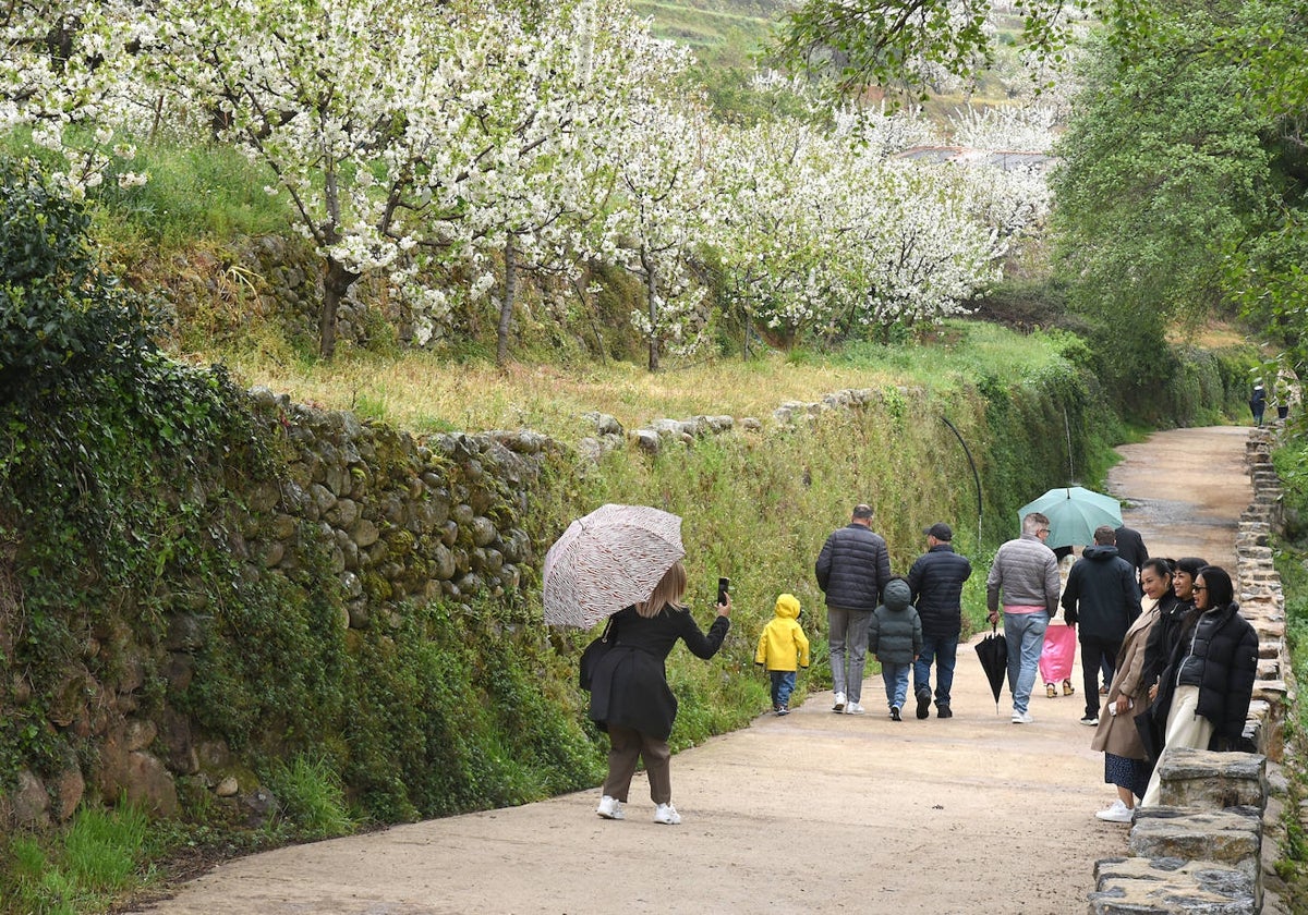 Turistas con paraguas en el Valle del Jerte (Navaconcejo) durante el día de ayer.