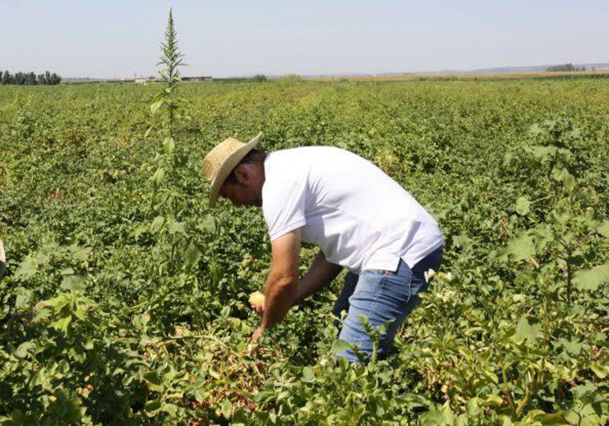 Un agricultor, en plena faena.