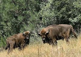 Buscan fincas en Extremadura para reintroducir bisontes con los que prevenir incendios forestales