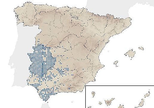 Distribución del meloncillo en España.