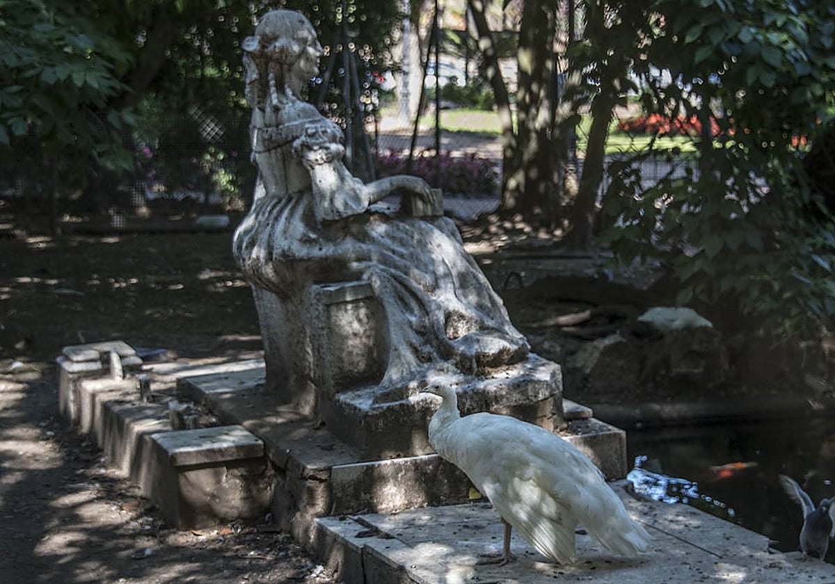 Uno de los pavos blancos en Castelar.