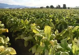 Plantación de tabaco en la comarca de La Vera, en el noreste de Extremadura.