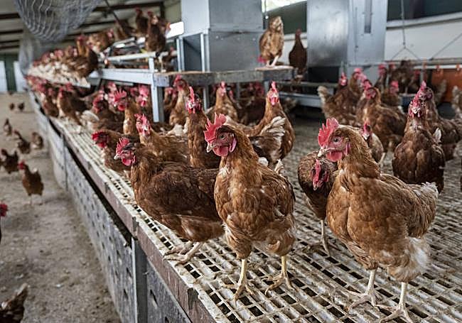 En el gallinero cuentan con comedores, bebederos y ponedoras.
