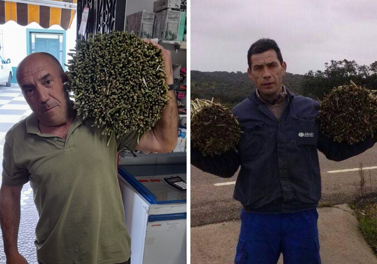 Dos esparragueros enseñan los manojos que cogen en un día.