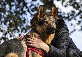 Perros de asistencia y violencia de género