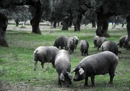 Cerdos ibéricos en una finca de Salvatierra de los Barros