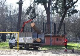 La brigada actúa en árboles próximos al campo de fútbol, los primeros en retirarse.