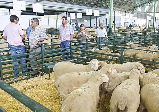 Imagen de archivo de una subasta de ganadería ovina de raza merina en la Feria de Zafra.