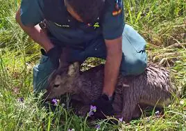 Foto del animal rescatado por la Guardia Civil.