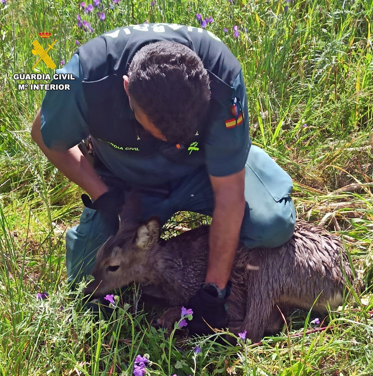Foto del animal rescatado por la Guardia Civil.