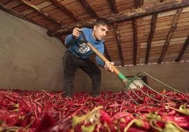 El ahumado del pimentón de la Vera se realiza de forma tradicional con encina y roble de la zona.