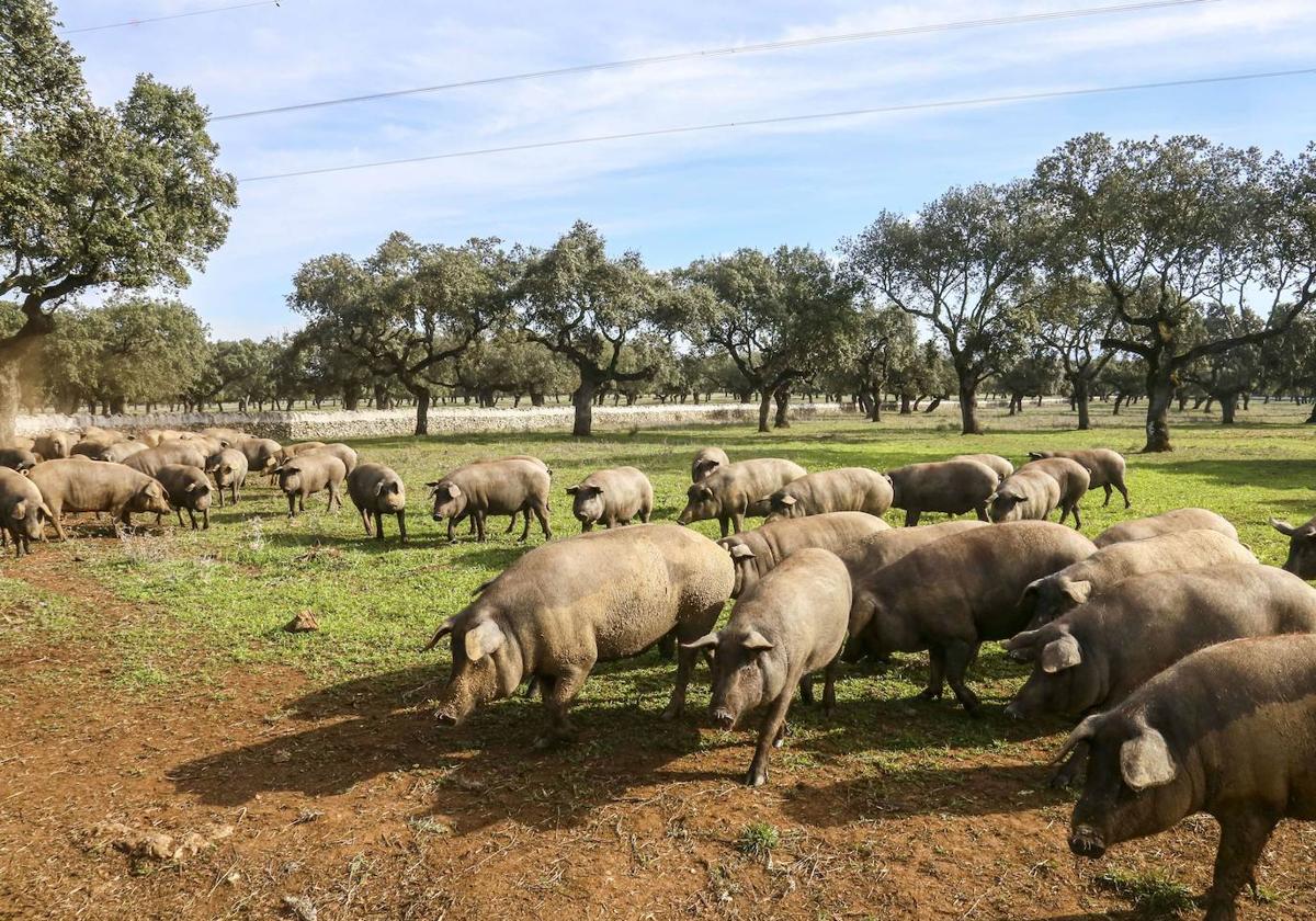 Ganadería de porcino en plena dehesa extremeña.