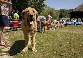 Un ejemplar de mastín en un concurso