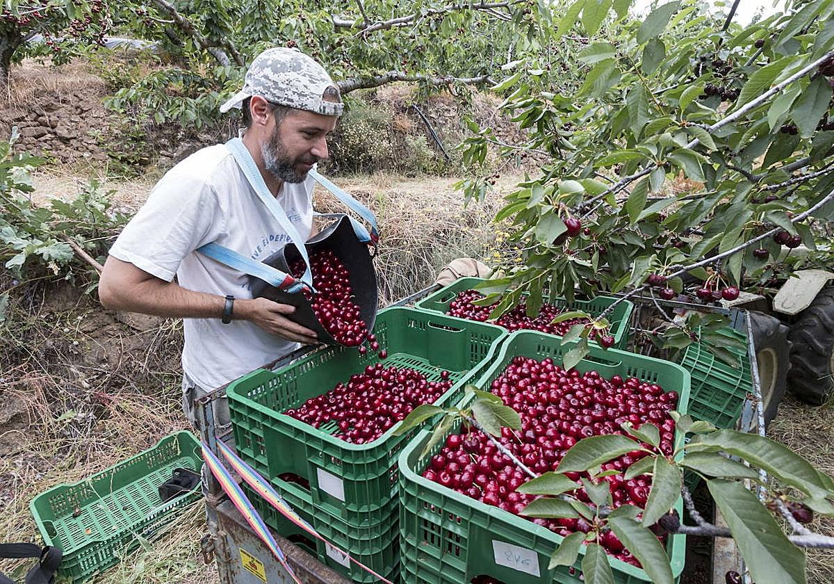 Agricultor recogiendo cerezas en el Valle del Jerte.
