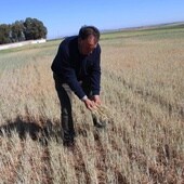 Un agricultor en su campo de cereales, echado a perder por las sequías del pasado año.