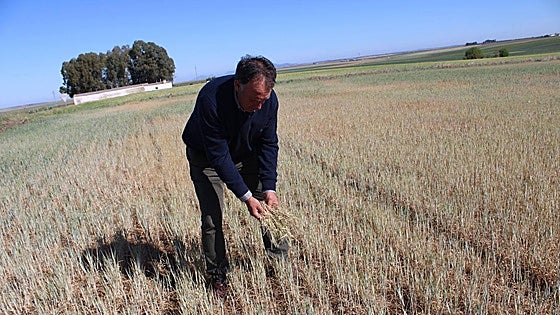 Cooperativas Agro-alimentarias alerta de la baja contratación en los seguros agrarios