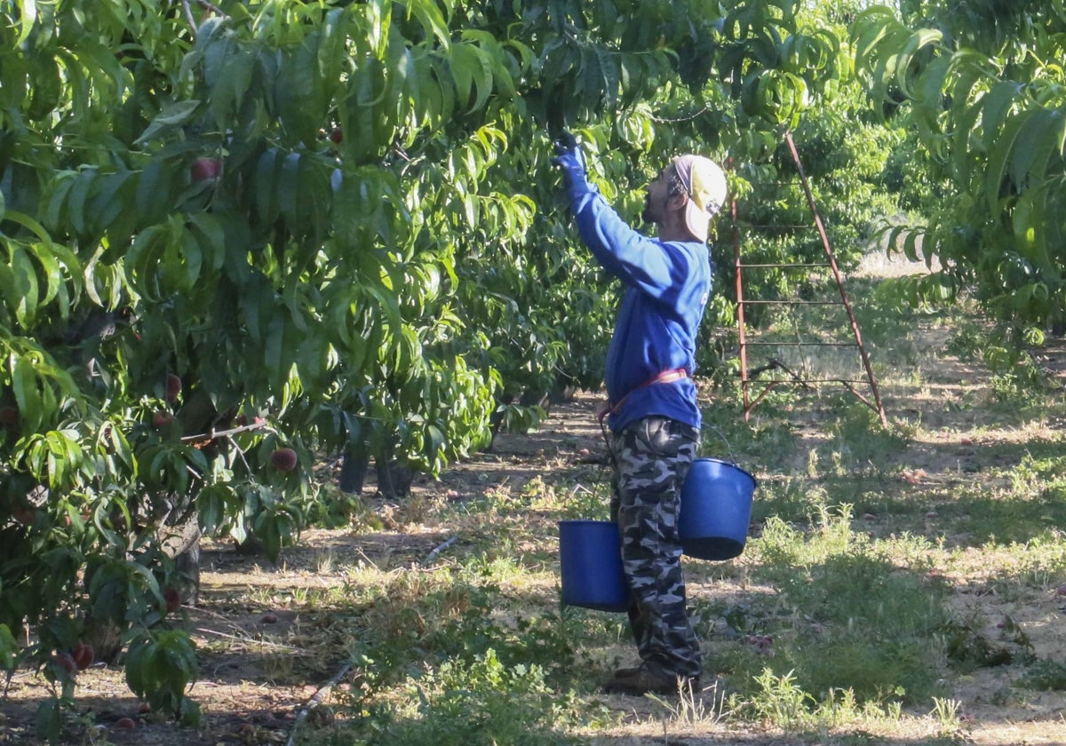 Un temporero de la fruta recoge paraguayos en una finca del término de Mérida.