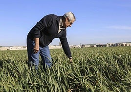 Agricultor en un campo de trigo y maíz en Puebla de la Calzada.