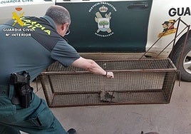 Jaula trampa y cepo encontrados en la finca