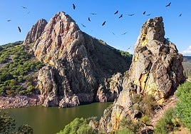 ¿Qué tal una parejita en Monfragüe?