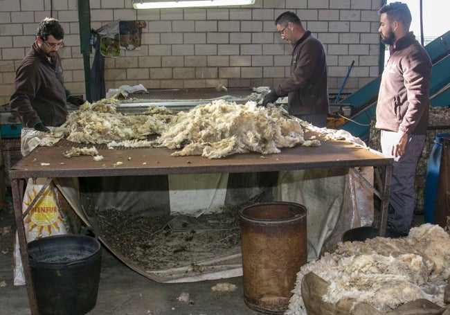 Trabajadores de Lanas Extremadura clasifican el producto en Trujillanos.