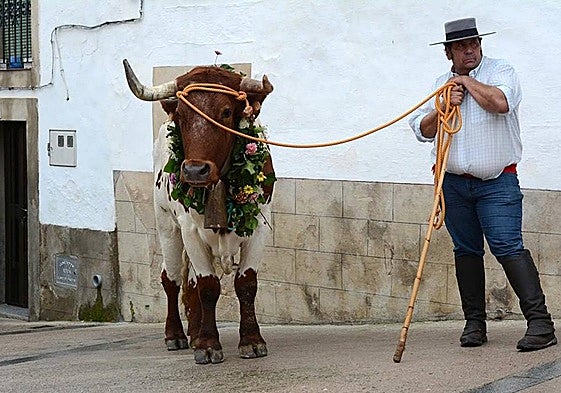 El toro de San Marcos, adornado con guirnaldas de flores.