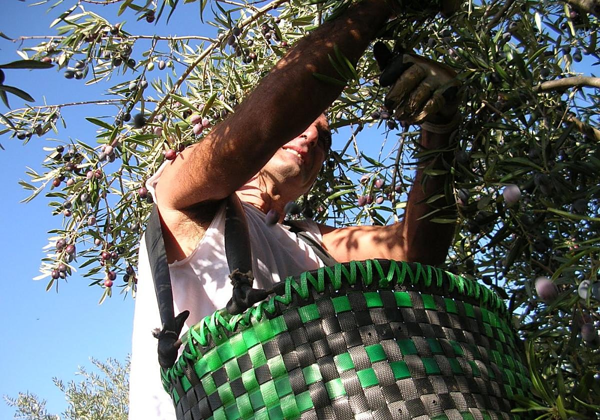 Recolección de aceituna manzanilla cacereña en el norte de la provincia.