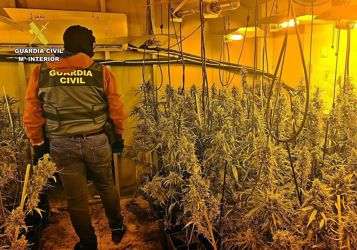 Plantación de marihuana desmantelada.