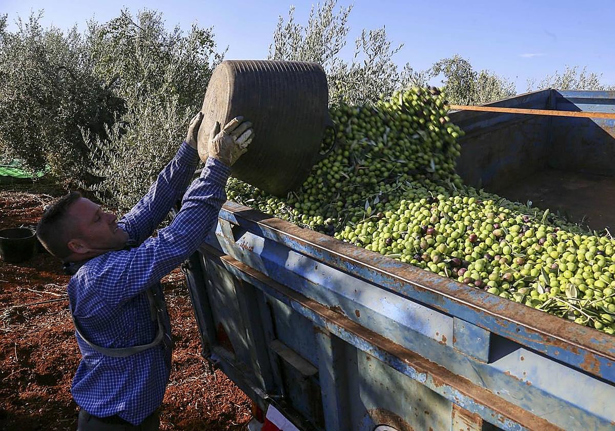 Agricultor recogiendo aceituna de mesa para molino.