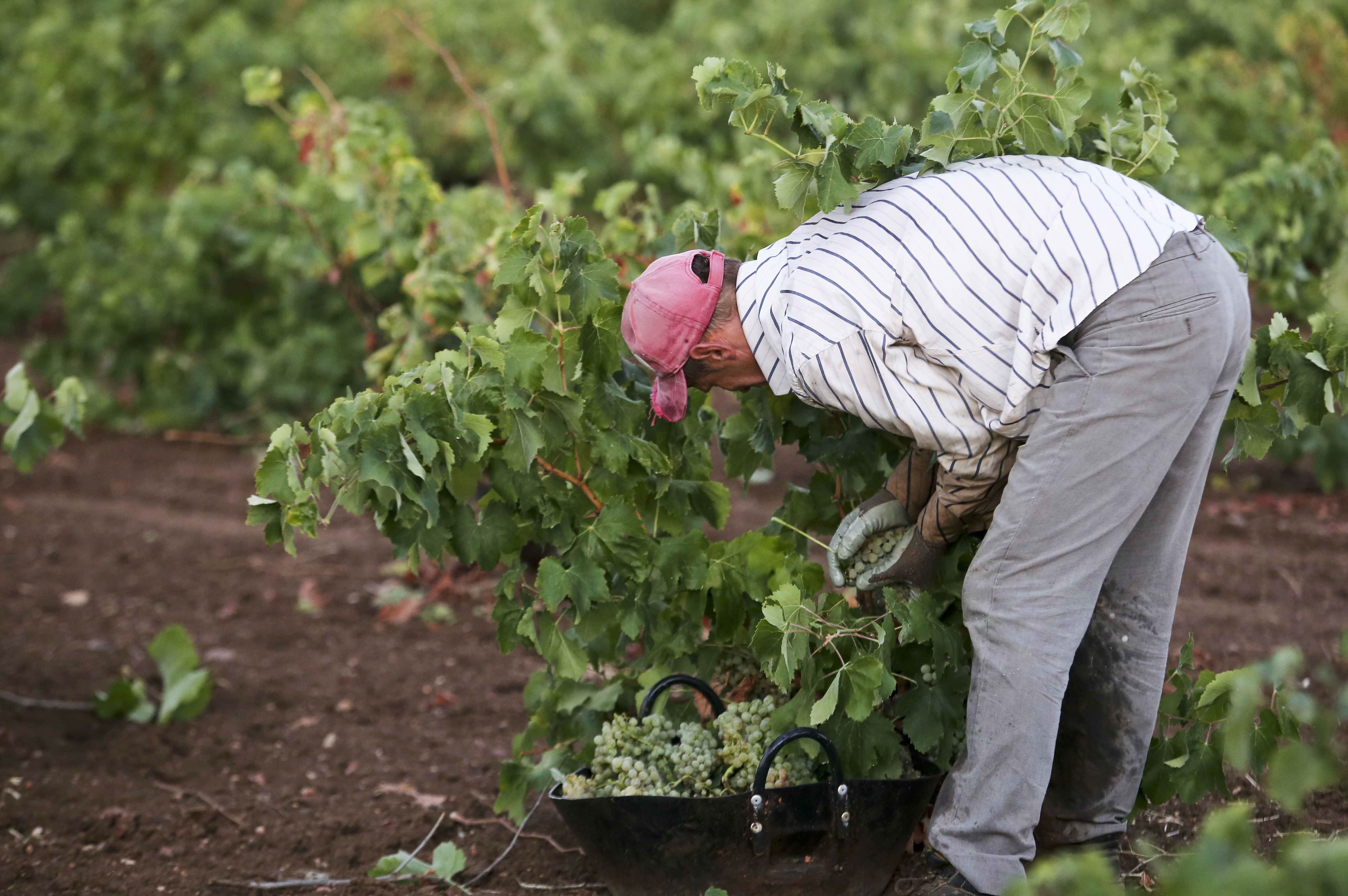 Temporero trabajando en una finca de Almendralejo. HOY