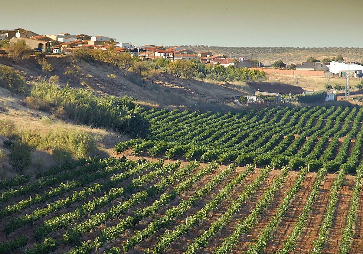 Campos de cultivo en la comarca de Tierra de Barros