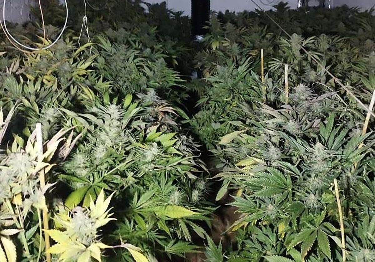 Las plantas de marihuana se encontraban en avanzado estado de crecimiento.